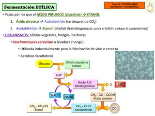 Tema 12: CATABOLISMO
 Fermentación ETÍLICA                                                  AERÓBICO Y ANAERÓBICO


• Pasos por los que el ÁCIDO PIRÚVICO (glucólisis)  ETANOL
    1. Ácido pirúvico  Acetaldehído (se desprende CO2)
    2. Acetaldehído  Etanol (alcohol deshidrogenasa: oxida el NADH, reduce el acetaldehído)
• ORGANISMOS: células vegetales, hongos, bacterias
    • Saccharomyces cerevisae o levadura (hongo) :
         • Utilizada industrialmente para la fabricación de vino o cerveza
         • Aerobios facultativos
                      Glucosa            Dihidroxiacetona
                                              fosfato


                                   G3P

                                                   Ácido 1,3-
                                                bifosfoglicérico       2      ATP


                                NAD +                       CH3 - CO - COOH
                                         NADH                Ácido pirúvico

                CH3 - CH2OH                      CH3 - CHO
                  Etanol                        Acetaldehído               CO2
 