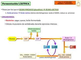 Tema 12: CATABOLISMO
 Fermentación LÁCTICA                                                      AERÓBICO Y ANAERÓBICO




• Pasos por los que el ÁCIDO PIRÚVICO (glucólisis)  ÁCIDO LÁCTICO
    1. Ácido pirúvico  Ácido Láctico (láctico deshidrogenasa: oxida el NADH, reduce ac. pirúvico)

• ORGANISMOS:
    • Bacterias: yogur, queso, leche fermentada
    • Células musculares de vertebrados durante ejercicios intensos

                                   Dihidroxiacetona
                                        fosfato



                                                                                      Ácido 1,3-
         Glucosa             G6P             G3P
                                                                                   bifosfoglicérico



                                                         NAD +     NADH                    2   ATP




                        CH3 - CHOH - COOH                                  CH3 - CO - COOH
                           Ácido láctico          Láctico deshidrogenasa    Ácido pirúvico
 