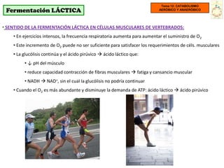 Tema 12: CATABOLISMO
 Fermentación LÁCTICA                                                       AERÓBICO Y ANAERÓBICO




• SENTIDO DE LA FERMENTACIÓN LÁCTICA EN CÉLULAS MUSCULARES DE VERTEBRADOS:
    • En ejercicios intensos, la frecuencia respiratoria aumenta para aumentar el suministro de O2
    • Este incremento de O2 puede no ser suficiente para satisfacer los requerimientos de céls. musculares
    • La glucólisis continúa y el ácido pirúvico  ácido láctico que:
         • ↓ pH del músculo
         • reduce capacidad contracción de fibras musculares  fatiga y cansancio muscular
         • NADH  NAD+, sin el cual la glucólisis no podría continuar
    • Cuando el O2 es más abundante y disminuye la demanda de ATP: ácido láctico  ácido pirúvico
 