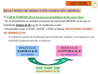 Tema 12: CATABOLISMO
                                                                 AERÓBICO Y ANAERÓBICO




REACCIONES DE REDUCCIÓN-OXIDACIÓN (REDOX)

 CARACTERÍSTICAS en los procesos metabólicos de los seres vivos:
• En el metabolismo se suceden secuencias de reacciones REDOX en las que se
transfieren átomos de H o e- de un compuesto a otro.
• Nucleótidos como el NAD+, NADP+ o FAD se llaman TRANSPORTADORES
DE HIDRÓGENO:
      Captan los átomos de H liberados por las moléculas oxidadas y los transfieren a las
    moléculas aceptoras para que se reduzcan

              MOLÉCULAS                                MOLÉCULAS
             DADORAS de H                            ACEPTORAS de H
               (se oxidan)                             (se reducirán)

                             H                            H

                                 NAD+ NADP+ FAD
                                 (transportadores de H)
 