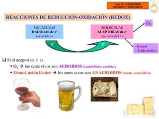 Tema 12: CATABOLISMO
                                                          AERÓBICO Y ANAERÓBICO




  REACCIONES DE REDUCCIÓN-OXIDACIÓN (REDOX)
                                                                                  O2
                MOLÉCULAS                           MOLÉCULAS
               DADORAS de e-                      ACEPTORAS de e-
                 (se oxidan)                        (se reducirán)

                         e-                         e-                   - Etanol
                                                                         - Ácido láctico

 Si el aceptor de e- es:
    O2  los seres vivos son AEROBIOS (catabolismo aeróbico)
    Etanol, ácido láctico  los seres vivos son ANAEROBIOS (catab. anaeróbico)
 