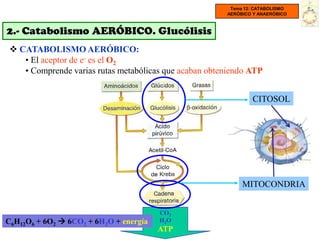 Tema 12: CATABOLISMO
                                                        AERÓBICO Y ANAERÓBICO



2.- Catabolismo AERÓBICO. Glucólisis
  CATABOLISMO AERÓBICO:
    • El aceptor de e- es el O2
    • Comprende varias rutas metabólicas que acaban obteniendo ATP


                                                                CITOSOL




                                                             MITOCONDRIA


                                        CO2
C6H12O6 + 6O2  6CO2 + 6H2O + energía   H2O
                                        ATP
 