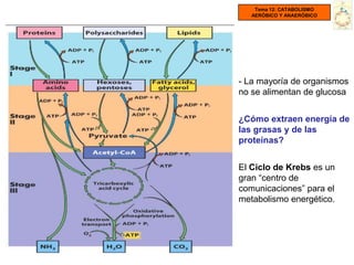 Tema 12: CATABOLISMO
   AERÓBICO Y ANAERÓBICO




- La mayoría de organismos
no se alimentan de glucosa


¿Cómo extraen energía de
las grasas y de las
proteínas?


El Ciclo de Krebs es un
gran “centro de
comunicaciones” para el
metabolismo energético.
 