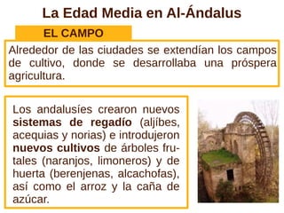 La Edad Media en Al-Ándalus
       EL CAMPO
Alrededor de las ciudades se extendían los campos
de cultivo, donde se desarrollaba una próspera
agricultura.

Los andalusíes crearon nuevos
sistemas de regadío (aljíbes,
acequias y norias) e introdujeron
nuevos cultivos de árboles fru-
tales (naranjos, limoneros) y de
huerta (berenjenas, alcachofas),
así como el arroz y la caña de
azúcar.
 