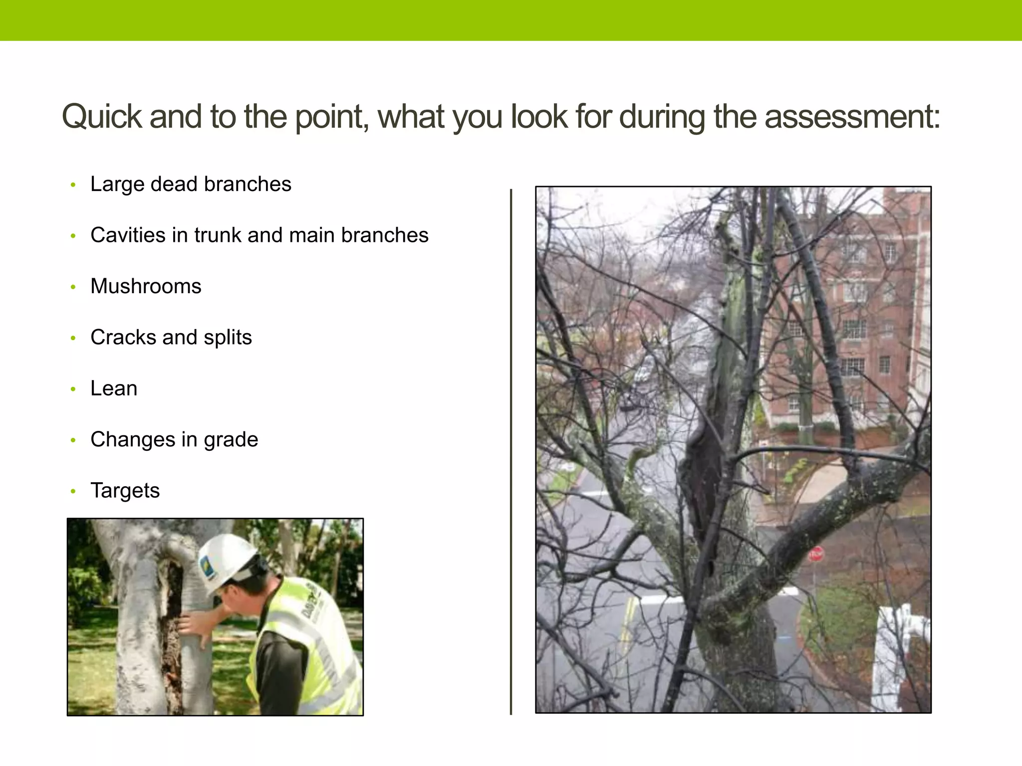 Quick and to the point, what you look for during the assessment:
• Large dead branches
• Cavities in trunk and main branches
• Mushrooms
• Cracks and splits
• Lean
• Changes in grade
• Targets
 
