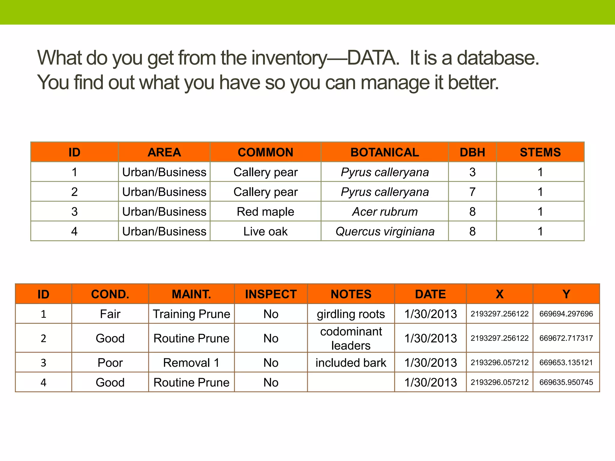 What do you get from the inventory—DATA. It is a database.
You find out what you have so you can manage it better.
ID AREA COMMON BOTANICAL DBH STEMS
1 Urban/Business Callery pear Pyrus calleryana 3 1
2 Urban/Business Callery pear Pyrus calleryana 7 1
3 Urban/Business Red maple Acer rubrum 8 1
4 Urban/Business Live oak Quercus virginiana 8 1
ID COND. MAINT. INSPECT NOTES DATE X Y
1 Fair Training Prune No girdling roots 1/30/2013 2193297.256122 669694.297696
2 Good Routine Prune No
codominant
leaders
1/30/2013 2193297.256122 669672.717317
3 Poor Removal 1 No included bark 1/30/2013 2193296.057212 669653.135121
4 Good Routine Prune No 1/30/2013 2193296.057212 669635.950745
 