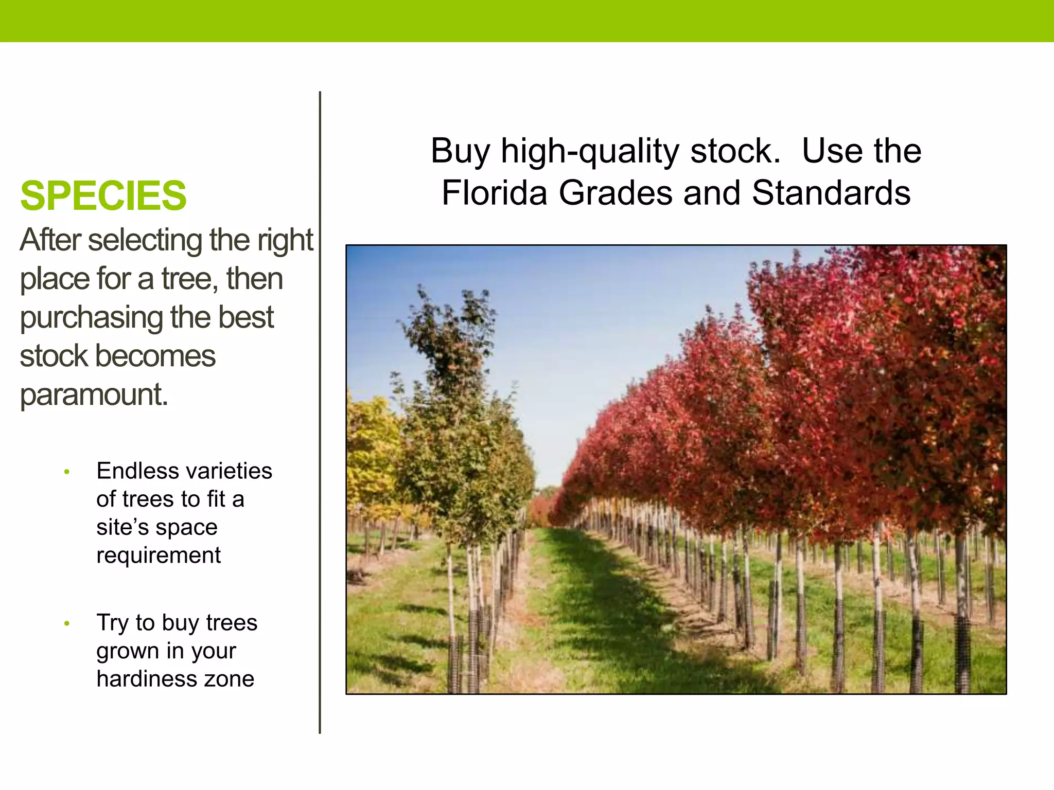 SPECIES
After selecting the right
place for a tree, then
purchasing the best
stock becomes
paramount.
• Endless varieties
of trees to fit a
site’s space
requirement
• Try to buy trees
grown in your
hardiness zone
Buy high-quality stock. Use the
Florida Grades and Standards
 