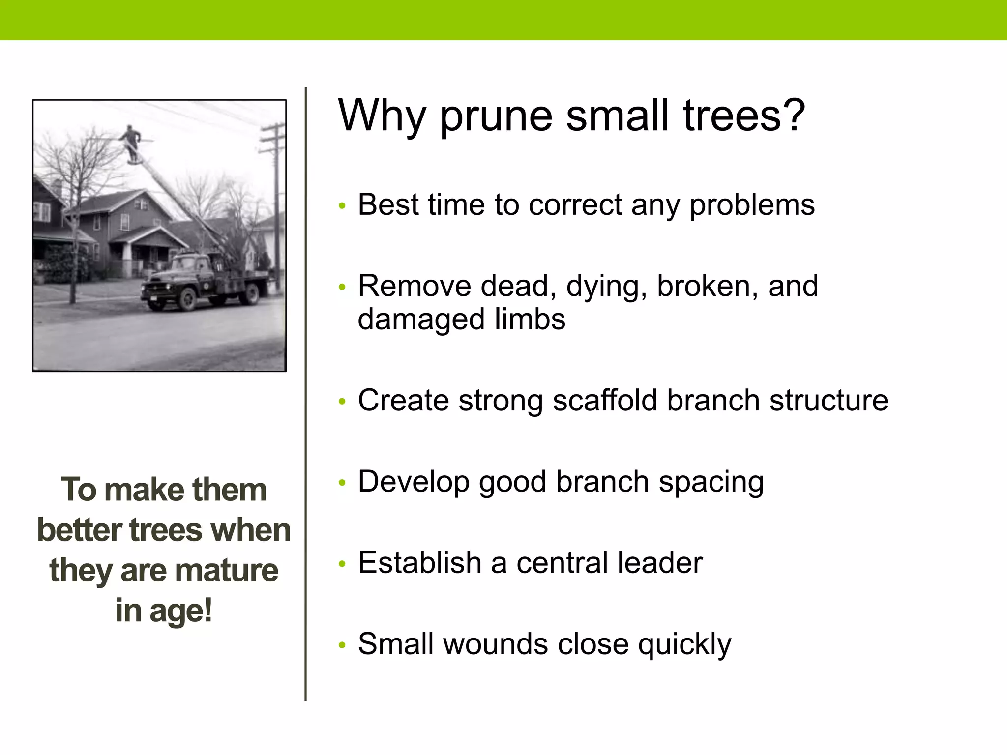 Why prune small trees?
• Best time to correct any problems
• Remove dead, dying, broken, and
damaged limbs
• Create strong scaffold branch structure
• Develop good branch spacing
• Establish a central leader
• Small wounds close quickly
To make them
better trees when
they are mature
in age!
 