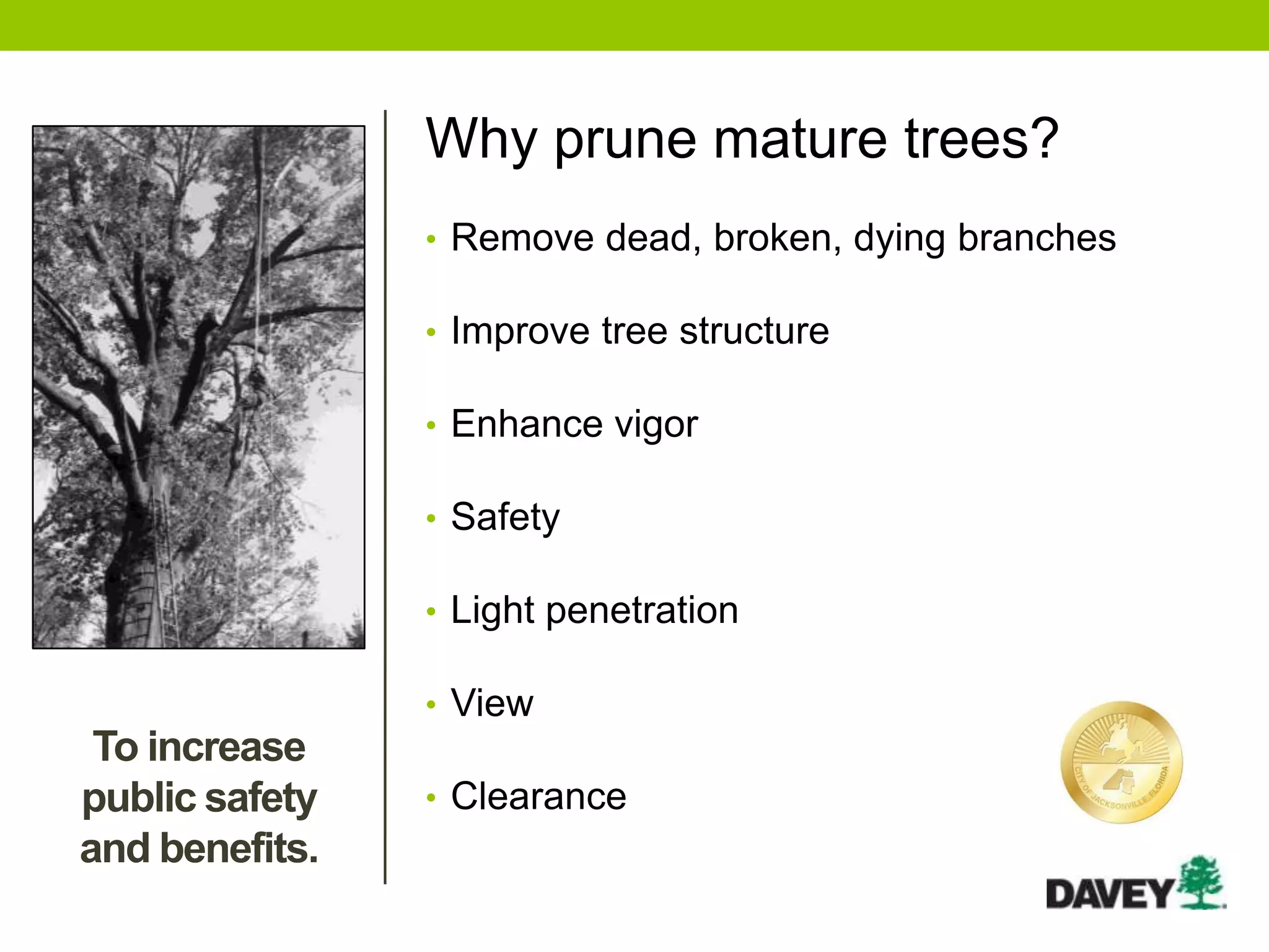 Why prune mature trees?
• Remove dead, broken, dying branches
• Improve tree structure
• Enhance vigor
• Safety
• Light penetration
• View
• Clearance
To increase
public safety
and benefits.
 