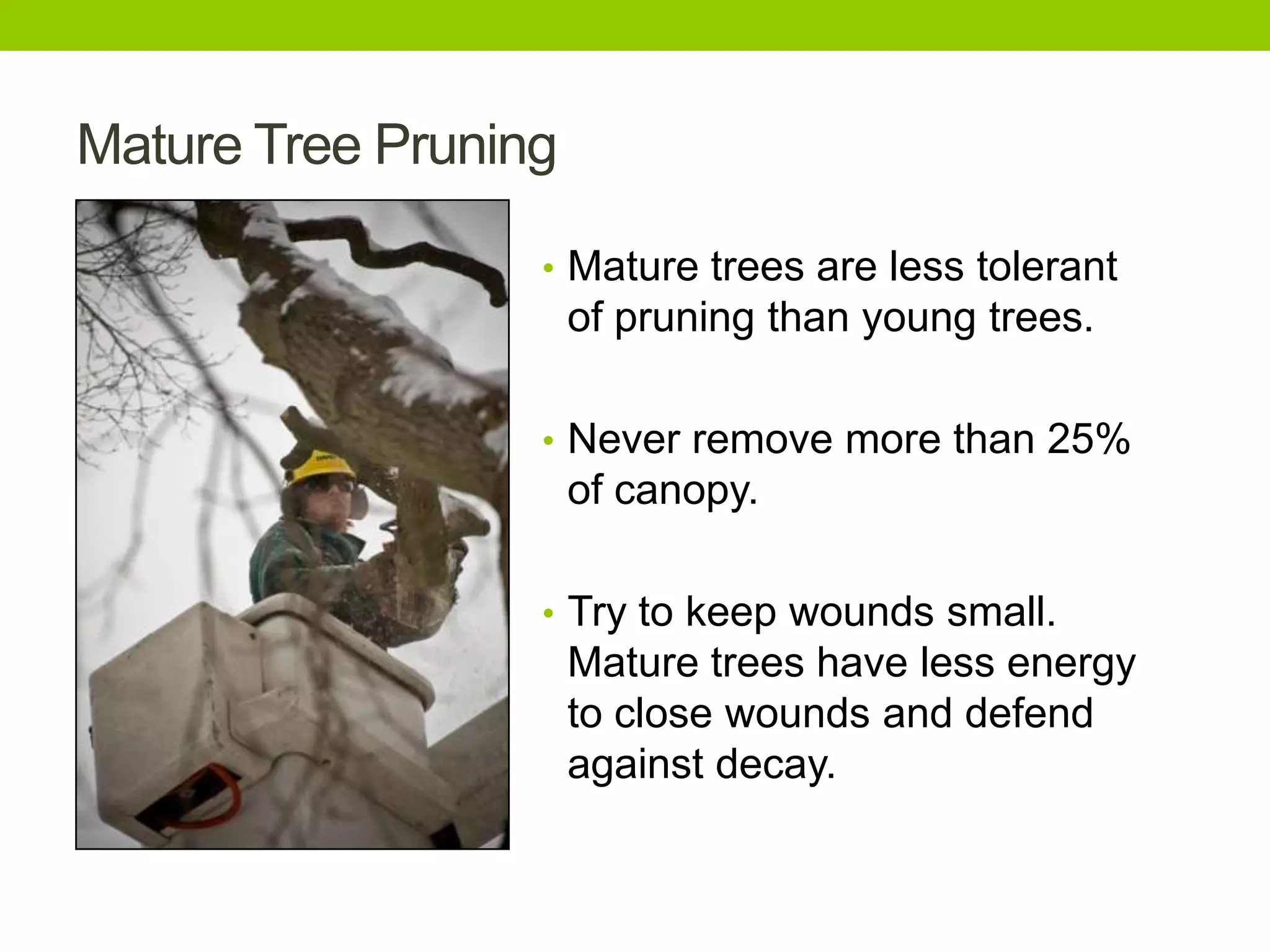 Mature Tree Pruning
• Mature trees are less tolerant
of pruning than young trees.
• Never remove more than 25%
of canopy.
• Try to keep wounds small.
Mature trees have less energy
to close wounds and defend
against decay.
 