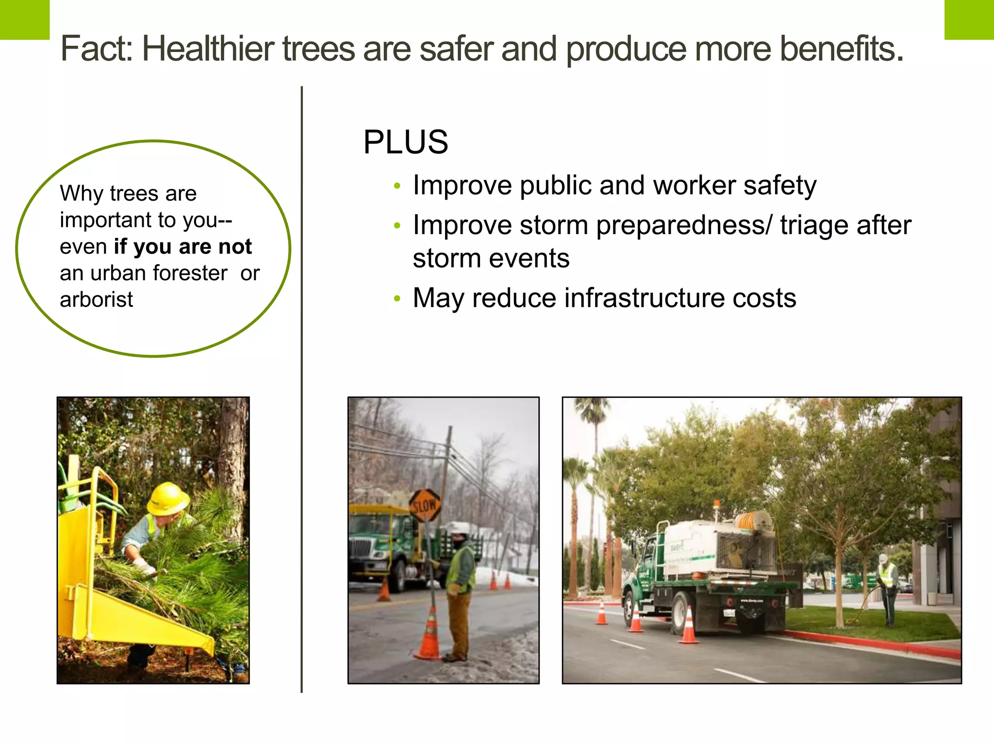 PLUS
• Improve public and worker safety
• Improve storm preparedness/ triage after
storm events
• May reduce infrastructure costs
Why trees are
important to you--
even if you are not
an urban forester or
arborist
Fact: Healthier trees are safer and produce more benefits.
 