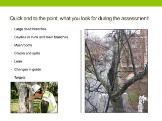 Quick and to the point, what you look for during the assessment:
• Large dead branches
• Cavities in trunk and main branches
• Mushrooms
• Cracks and splits
• Lean
• Changes in grade
• Targets
 
