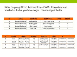What do you get from the inventory—DATA. It is a database.
You find out what you have so you can manage it better.
ID AREA COMMON BOTANICAL DBH STEMS
1 Urban/Business Callery pear Pyrus calleryana 3 1
2 Urban/Business Callery pear Pyrus calleryana 7 1
3 Urban/Business Red maple Acer rubrum 8 1
4 Urban/Business Live oak Quercus virginiana 8 1
ID COND. MAINT. INSPECT NOTES DATE X Y
1 Fair Training Prune No girdling roots 1/30/2013 2193297.256122 669694.297696
2 Good Routine Prune No
codominant
leaders
1/30/2013 2193297.256122 669672.717317
3 Poor Removal 1 No included bark 1/30/2013 2193296.057212 669653.135121
4 Good Routine Prune No 1/30/2013 2193296.057212 669635.950745
 