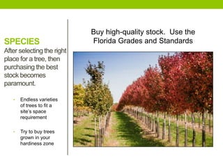 SPECIES
After selecting the right
place for a tree, then
purchasing the best
stock becomes
paramount.
• Endless varieties
of trees to fit a
site’s space
requirement
• Try to buy trees
grown in your
hardiness zone
Buy high-quality stock. Use the
Florida Grades and Standards
 