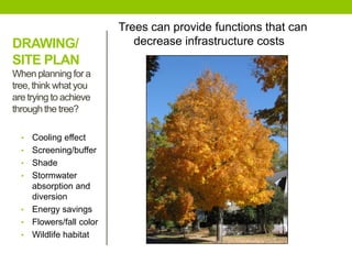 DRAWING/
SITE PLAN
When planning for a
tree,think what you
are trying to achieve
through the tree?
Trees can provide functions that can
decrease infrastructure costs
• Cooling effect
• Screening/buffer
• Shade
• Stormwater
absorption and
diversion
• Energy savings
• Flowers/fall color
• Wildlife habitat
 