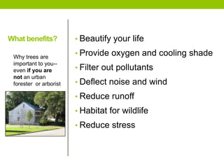• Beautify your life
• Provide oxygen and cooling shade
• Filter out pollutants
• Deflect noise and wind
• Reduce runoff
• Habitat for wildlife
• Reduce stress
Why trees are
important to you--
even if you are
not an urban
forester or arborist
What benefits?
 