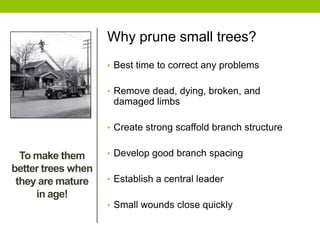 Why prune small trees?
• Best time to correct any problems
• Remove dead, dying, broken, and
damaged limbs
• Create strong scaffold branch structure
• Develop good branch spacing
• Establish a central leader
• Small wounds close quickly
To make them
better trees when
they are mature
in age!
 