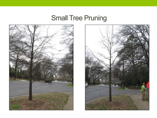 Small Tree Pruning
 