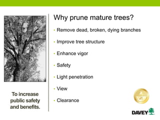 Why prune mature trees?
• Remove dead, broken, dying branches
• Improve tree structure
• Enhance vigor
• Safety
• Light penetration
• View
• Clearance
To increase
public safety
and benefits.
 