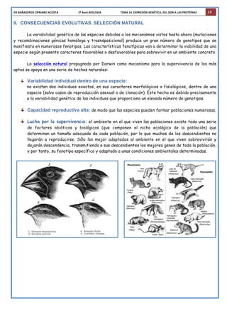 IES	
  BAÑADEROS	
  CIPRIANO	
  ACOSTA	
  	
  	
  	
  	
  	
  	
  	
  	
  	
  	
  	
  	
  	
  	
  	
  	
  	
  	
  	
  	
  	
  	
  	
  	
  	
  	
  	
  	
  2º	
  Bach	
  BIOLOGÍA	
  	
  	
  	
  	
  	
  	
  	
  	
  	
  	
  	
  	
  	
  	
  	
  	
  	
  	
  	
  	
  	
  	
  	
  	
  	
  	
  	
  TEMA	
  14.	
  EXPRESIÓN	
  GENÉTICA:	
  DEL	
  ADN	
  A	
  LAS	
  PROTEÍNAS	
   13
9. CONSECUENCIAS EVOLUTIVAS. SELECCIÓN NATURAL
La variabilidad genética de las especies debidas a los mecanismos vistos hasta ahora (mutaciones
y recombinaciones génicas homóloga y trasnsposicional) produce un gran número de genotipos que se
manifiesta en numerosos fenotipos. Las características fenotípicas van a determinar la viabilidad de una
especie según presente caracteres favorables o desfavorables para sobrevivir en un ambiente concreto.
La selección natural propugnada por Darwin como mecanismo para la supervivencia de los más
aptos se apoya en una serie de hechos naturales:
Variabilidad individual dentro de una especie:
no existen dos individuos exactos, en sus caracteres morfológicos o fisiológicos, dentro de una
especie (salvo casos de reproducción asexual o de clonación). Este hecho es debido precisamente
a la variabilidad genética de los individuos que proporciona un elevado número de genotipos.
Capacidad reproductiva alta: de modo que las especies pueden formar poblaciones numerosas.
Lucha por la supervivencia: el ambiente en el que viven las poblaciones existe toda una serie
de factores abióticos y biológicos (que componen el nicho ecológico de la población) que
determinan un tamaño adecuado de cada población, por lo que muchos de los descendientes no
llegarán a reproducirse. Sólo los mejor adaptados al ambiente en el que viven sobrevivirán y
dejarán descendencia, transmitiendo a sus descendientes los mejores genes de toda la población,
y por tanto, su fenotipo específico y adaptado a unas condiciones ambientales determinadas.
 