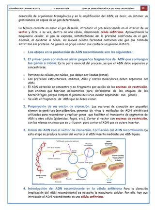 IES	
  BAÑADEROS	
  CIPRIANO	
  ACOSTA	
  	
  	
  	
  	
  	
  	
  	
  	
  	
  	
  	
  	
  	
  	
  	
  	
  	
  	
  	
  	
  	
  	
  	
  	
  	
  	
  	
  	
  2º	
  Bach	
  BIOLOGÍA	
  	
  	
  	
  	
  	
  	
  	
  	
  	
  	
  	
  	
  	
  	
  	
  	
  	
  	
  	
  	
  	
  	
  	
  	
  	
  	
  	
  TEMA	
  14.	
  EXPRESIÓN	
  GENÉTICA:	
  DEL	
  ADN	
  A	
  LAS	
  PROTEÍNAS	
   15
desarrollo de organismos transgénicos y en la amplificación del ADN, es decir, en obtener un
gran número de copias de un gen determinado.
La técnica consiste en aislar el gen deseado, introducir el gen seleccionado en el interior de un
vector y éste, a su vez, dentro de una célula, denominada célula anfitriona. Aprovechando la
maquinaria celular, el gen se expresa, sintetizándose así la proteína codificada en el gen.
Además, al dividirse la célula, las nuevas células formadas contienen ese gen que también
sintetizan esa proteína. Se genera un grupo celular que contiene un genoma distinto.
o Las etapas en la producción de ADN recombinante son las siguientes:
1. El primer paso consiste en aislar pequeños fragmentos de ADN que contengan
los genes a clonar. Es la parte esencial del proceso, ya que el ADN debe separarse y
concentrarse.
o Partimos de células con núcleo, que deben ser lisadas (rotas).
o Las proteínas estructurales, enzimas, ARN y restos moleculares deben separarse del
ADN.
o El ADN obtenido se concentra y se fragmenta por acción de las enzimas de restricción.
(son enzimas que fabrican las bacterias para defenderse de los ataques de los
bacteriófagos, porque rompen el genoma del virus invasor separando sus genes).
o Se aísla el fragmento de ADN que se desea clonar.
2. Preparación de un vector de clonación. Los vectores de clonación son pequeños
elementos genéticos (son plásmidos, genomas de virus o moléculas de ADN sintéticos)
utilizados para recombinar y replicar genes que faciliten el transporte de segmentos de
ADN a otra célula (plásmidos, fagos, etc.). Cortar el vector con enzimas de restricción,
con las mismas enzimas que se utilizaron para cortar el ADN que se quiere insertar.
3. Unión del ADN con el vector de clonación. Formación del ADN recombinante En
esta etapa se produce la unión del vector y el ADN inserto mediante una ADN ligasa.
4. Introducción del ADN recombinante en la célula anfitriona Para la clonación
(replicación del ADN recombinante) se necesita la maquinaria celular. Por ello, hay que
introducir el ADN recombinante en una célula anfitriona.
 