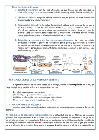 Tipos de células anfitrionas:
o Células bacterianas: son las más utilizadas, ya que tienen una alta velocidad de
replicación, un bajo coste de mantenimiento de las colonias y son fácilmente manipulables.
o Células eucariotas: aunque las células eucariotas son, en general, difíciles de mantener
se usan levaduras y células tumorales:
5. Propagación del cultivo. Se induce la división de células anfitrionas, de forma que se
producen también copias de ADN recombinante y, por ello, la clonación. Primero se
efectúa una siembra en placas Petri con agar como medio de cultivo. Se dejan crecer las
colonias. Cada una de ellas será seleccionada y transferida a distintos medios líquidos,
donde seguirá aumentando el número de individuos de la colonia.
6. Detección y selección de los clones recombinantes. No todas las células
producidas contienen el gen que se desea clonar por lo que hay que detectarlo y separar
las células que contienen ADN recombinante de las que no lo contienen. Finalmente se
hace un cultivo para producir gran cantidad de células que contengan el clon buscado, para
su aislamiento y estudio
10.3. APLICACIONES DE LA INGENIERÍA GENÉTICA.
La ingeniería genética es un nuevo campo de la Biología, nacido de la manipulación del ADN, que
tiene como objetivo cambiar o alterar el genoma de un ser vivo.
▪ Introducir nuevos genes en un genoma.
▪ Eliminar algunos genes existentes en un genoma.
▪ Modificar la información contenida en un gen determinado.
▪ Clonar seres vivos o alguno se sus órganos o tejidos.
APLICACIONES EN MEDICINA
Las aplicaciones de la ingeniería genética en biomedicina aumentan espectacularmente. Entre ellas
destacan:
1) Fabricación de productos farmacéuticos. En la actualidad, una de las técnicas de ingeniería
genética más empleada consiste en la producción de sustancias humanas por bacterias a las que se les
ha introducido el gen correspondiente. Entre las sustancias que ya se obtienen mediante esta técnica
están algunas hormonas como la insulina (Se consiguió introducir en una bacteria el gen que codifica
para la síntesis de la insulina. Esta bacteria produce Insulina humana vital para la regulación del
 
