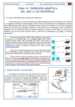 IES	
  BAÑADEROS	
  CIPRIANO	
  ACOSTA	
  	
  	
  	
  	
  	
  	
  	
  	
  	
  	
  	
  	
  	
  	
  	
  	
  	
  	
  	
  	
  	
  	
  	
  	
  	
  	
  	
  	
  2º	
  Bach	
  BIOLOGÍA	
  	
  	
  	
  	
  	
  	
  	
  	
  	
  	
  	
  	
  	
  	
  	
  	
  	
  	
  	
  	
  	
  	
  	
  	
  	
  	
  	
  TEMA	
  14.	
  EXPRESIÓN	
  GENÉTICA:	
  DEL	
  ADN	
  A	
  LAS	
  PROTEÍNAS	
   3
TEMA 14. EXPRESIÓN GENÉTICA:
DEL ADN A LAS PROTEÍNAS.
1. EL ADN, PORTADOR DEL MENSAJE GENÉTICO.
Con las técnicas de tinción se observó que el ADN solía aparecer casi exclusivamente en el núcleo
y en pequeñas cantidades en algún orgánulo celular como las mitocondrias y los cloroplastos, mientras
que el ARN aparecía repartido por el citoplasma, sobre todo en los ribosomas, y en ciertas cantidades
también en el núcleo. Se comprobó también que existía ADN en los cromosomas, unido a proteínas,
viéndose cómo la cantidad de ADN era siempre constante y propia de cada especie, lo que llevó a
sospechar que tal vez existía relación entre el ADN de los cromosomas y los genes o factores
hereditarios.
Una primera pista la obtuvo en 1928 F. Griffith, trabajando con dos cepas de
neumococos, una de envoltura lisa y otra de envoltura rugosa. Cuando Griffith
mezclaba bacterias rugosas vivas con bacterias lisas muertas y esta mezcla se
inyectaba en ratones, de éstos se obtenían bacterias lisas vivas, lo cual sólo se podía
explicar si algo de las lisas muertas había pasado a las rugosas vivas y las había
transformado. La cuestión era averiguar la naturaleza de ese "algo", que llamó
principio transformante.
Avery y col., en 1944, demuestran de forma clara que la molécula responsable
de la transformación (principio transformante) era el ADN, pues sólo enzimas
destructoras del ADN eliminaban la capacidad transformante del ADN.
[Como ya vimos en el tema de los ácidos nucleicos, la principal función del
ADN es la de contener el mensaje genético. El ADN contiene la información con la
que se van a fabricar todas las proteínas de la célula. A la porción de ADN que lleva
la información para que se fabrique una determinada proteína se le llama gen. De
tal manera que, a lo largo de una molécula de ADN (o de un cromosoma) pueden
haber varios genes, correspondientes a varias proteínas diferentes].
2. TEORÍA "UN GEN - UNA PROTEÍNA".
Se establece la existencia de una relación directa entre la
molécula de ADN y la secuencia de aminoácidos de una enzima, y
se propuso la hipótesis de “un gen, una proteína”. Según esta
hipótesis, un gen contiene la información para que los aminoácidos
se unan en un determinado orden y formen una proteína.
 