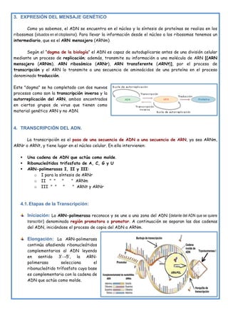 3. EXPRESIÓN DEL MENSAJE GENÉTICO
Como ya sabemos, el ADN se encuentra en el núcleo y la síntesis de proteínas se realiza en los
ribosomas (situados en el citoplasma). Para llevar la información desde el núcleo a los ribosomas tenemos un
intermediario, que es el ARN mensajero (ARNm).
Según el “dogma de la biología” el ADN es capaz de autoduplicarse antes de una división celular
mediante un proceso de replicación; además, transmite su información a una molécula de ARN [(ARN
mensajero (ARNm), ARN ribosómico (ARNr), ARN transferente (ARNt)], por el proceso de
transcripción y el ARN lo transmite a una secuencia de aminoácidos de una proteína en el proceso
denominado traducción.
Este "dogma" se ha completado con dos nuevos
procesos como son la transcripción inversa y la
autorreplicación del ARN, ambos encontrados
en ciertos grupos de virus que tienen como
material genético ARN y no ADN.
4. TRANSCRIPCIÓN DEL ADN.
La transcripción es el paso de una secuencia de ADN a una secuencia de ARN, ya sea ARNm,
ARNr o ARNt, y tiene lugar en el núcleo celular. En ella intervienen:
§ Una cadena de ADN que actúa como molde.
§ Ribonucleótidos trifosfato de A, C, G y U
§ ARN-polimerasas I, II y III:
o I para la síntesis de ARNr
o II " " " " ARNm
o III " " " " ARNt y ARNr
4.1.Etapas de la Transcripción:
Iniciación: La ARN-polimerasa reconoce y se une a una zona del ADN (delante del ADN que se quiere
transcribir) denominada región promotora o promotor. A continuación se separan las dos cadenas
del ADN, iniciándose el proceso de copia del ADN a ARNm.
Elongación: La ARN-polimerasa
continúa añadiendo ribonucleótidos
complementarios al ADN leyendo
en sentido 3’→5’, la ARN-
polimerasa selecciona el
ribonucleótido trífosfato cuya base
es complementaria con la cadena de
ADN que actúa como molde.
 