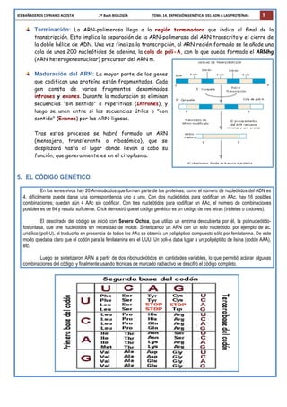 IES	
  BAÑADEROS	
  CIPRIANO	
  ACOSTA	
  	
  	
  	
  	
  	
  	
  	
  	
  	
  	
  	
  	
  	
  	
  	
  	
  	
  	
  	
  	
  	
  	
  	
  	
  	
  	
  	
  	
  2º	
  Bach	
  BIOLOGÍA	
  	
  	
  	
  	
  	
  	
  	
  	
  	
  	
  	
  	
  	
  	
  	
  	
  	
  	
  	
  	
  	
  	
  	
  	
  	
  	
  	
  TEMA	
  14.	
  EXPRESIÓN	
  GENÉTICA:	
  DEL	
  ADN	
  A	
  LAS	
  PROTEÍNAS	
   5
Terminación: La ARN-polimerasa llega a la región terminadora que indica el final de la
transcripción. Esto implica la separación de la ARN-polimerasa del ARN transcrito y el cierre de
la doble hélice de ADN. Una vez finaliza la transcripción, al ARN recién formado se le añade una
cola de unos 200 nucleótidos de adenina, la cola de poli-A, con lo que queda formado el ARNhg
(ARN heterogeneonuclear) precursor del ARN m.
Maduración del ARN: La mayor parte de los genes
que codifican una proteína están fragmentados. Cada
gen consta de varios fragmentos denominados
intrones y exones. Durante la maduración se eliminan
secuencias "sin sentido" o repetitivas (Intrones), y
luego se unen entre si las secuencias útiles o "con
sentido" (Exones) por las ARN-ligasas.
Tras estos procesos se habrá formado un ARN
(mensajero, transferente o ribosómico), que se
desplazará hasta el lugar donde llevan a cabo su
función, que generalmente es en el citoplasma.
5. EL CÓDIGO GENÉTICO.
En los seres vivos hay 20 Aminoácidos que forman parte de las proteínas; como el número de nucleótidos del ADN es
4, difícilmente puede darse una correspondencia uno a uno. Con dos nucleótidos para codificar un AAc, hay 16 posibles
combinaciones; quedan aún 4 AAc sin codificar. Con tres nucleótidos para codificar un AAc, el número de combinaciones
posibles es de 64 y resulta suficiente. Crick demostró que el código genético es un código de tres letras (tripletes o codones).
El descifrado del código se inició con Severo Ochoa, que utilizo un enzima descubierta por él, la polinucleótido-
fosforilasa, que une nucleótidos sin necesidad de molde. Sintetizando un ARN con un solo nucleótido, por ejemplo de ác.
uridílico (poli-U), al traducirlo en presencia de todos los AAc se obtenía un polipéptido compuesto sólo por fenilalanina. De este
modo quedaba claro que el codón para la fenilalanina era el UUU. Un poli-A daba lugar a un polipéptido de lisina (codón AAA),
etc.
Luego se sintetizaron ARN a partir de dos ribonucleótidos en cantidades variables, lo que permitió aclarar algunas
combinaciones del código, y finalmente usando técnicas de marcado radiactivo se descifró el código completo.
 