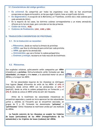 5.1.Características del código genético:
§ Es universal. Es compartido por todos los organismos vivos. Sólo se han encontrado
excepciones en alguna mitocondria, en las que algún triplete tiene un significado distinto.
§ Es degenerativo. A excepción de la Metionina y el Triptófano, existen dos o más codones para
cada aminoácido (AAc).
§ En la mayoría de los casos, los distintos codones correspondientes a un mismo aminoácido,
difieren en la tercera base, pero coinciden en las dos primeras.
§ Codón de inicio, AUG,
§ Codones de finalización, UAA, UAG y UGA.
6. TRADUCCIÓN O BIOSÍNTESIS DE PROTEÍNAS.
6.1. En la traducción se necesitan:
▪ Ribosomas, donde se realiza la síntesis de proteínas
▪ ARNm, que lleva la información para sintetizar cada proteína.
▪ ARNt, que aporta los aminoácidos
▪ Aminoácidos, que van a formar la cadena polipeptidica
▪ Enzimas y energía, necesaria en toda reacción de biosíntesis.
6.2. Ribosomas.
Son orgánulos celulares, químicamente están compuestos por ARNr
(ribosómico) y proteínas. Estructuralmente están formados por dos
subunidades, una mayor y otra menor, a la subunidad menor se une el
ARNm y a la mayor los ARNt.
En las subunidades mayores de los ribosomas se distinguen
tres lugares (locus) diferentes de unión de los ARNt: el sitio A
(aminoacil), donde entran ARNt con los aminoácidos; el sitio P
(peptidil), donde se sitúa la cadena polipeptidica en formación; y el
sitio E, donde se coloca el ARNt antes de salir del ribosoma.
Antes de la biosíntesis las subunidades ribosomicas se
encuentran separadas y cuando se inicia aparecen las dos subunidades
juntas y, además, es frecuente que se encuentren asociados, en
grupos de 5 a 20, formando los denominados “polisomas” o
“poliribosoma”. Estos ribosomas se mantienen unidos por una molécula
de ARNm.
La función concreta de los ribosomas es acoplar los tripletes
de bases (anticodones) de los ARNt (transportadores de los
aminoácidos) a los tripletes de bases (codones) del ARNm.
AP
B
E
A
 
