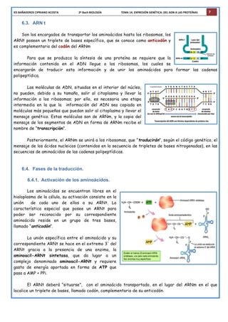 IES	
  BAÑADEROS	
  CIPRIANO	
  ACOSTA	
  	
  	
  	
  	
  	
  	
  	
  	
  	
  	
  	
  	
  	
  	
  	
  	
  	
  	
  	
  	
  	
  	
  	
  	
  	
  	
  	
  	
  2º	
  Bach	
  BIOLOGÍA	
  	
  	
  	
  	
  	
  	
  	
  	
  	
  	
  	
  	
  	
  	
  	
  	
  	
  	
  	
  	
  	
  	
  	
  	
  	
  	
  	
  TEMA	
  14.	
  EXPRESIÓN	
  GENÉTICA:	
  DEL	
  ADN	
  A	
  LAS	
  PROTEÍNAS	
   7
6.3. ARN t
Son los encargados de transportar los aminoácidos hasta los ribosomas, los
ARNt poseen un triplete de bases específico, que se conoce como anticodón y
es complementario del codón del ARNm
Para que se produzca la síntesis de una proteína se requiere que la
información contenida en el ADN llegue a los ribosomas, los cuales se
encargarán de traducir esta información y de unir los aminoácidos para formar las cadenas
polipeptídica.
Las moléculas de ADN, situadas en el interior del núcleo,
no pueden, debido a su tamaño, salir al citoplasma y llevar la
información a los ribosomas; por ello, es necesaria una etapa
intermedia en la que la información del ADN sea copiada en
moléculas más pequeñas que puedan salir al citoplasma y llevar el
mensaje genético. Estas moléculas son de ARNm, y la copia del
mensaje de los segmentos de ADN en forma de ARNm recibe el
nombre de “transcripción”.
Posteriormente, el ARNm se unirá a los ribosomas, que “traducirán”, según el código genético, el
mensaje de los ácidos nucleicos (contenidos en la secuencia de tripletes de bases nitrogenadas), en las
secuencias de aminoácidos de las cadenas polipeptídicas.
6.4. Fases de la traducción.
6.4.1. Activación de los aminoácidos.
Los aminoácidos se encuentran libres en el
hialoplasma de la célula, su activación consiste en la
unión de cada uno de ellos a su ARNt. La
característica especial que posee un ARNt para
poder ser reconocido por su correspondiente
aminoácido reside en un grupo de tres bases,
llamado “anticodón”.
La unión específica entre el aminoácido y su
correspondiente ARNt se hace en el extremo 3' del
ARNt gracia a la presencia de una enzima, la
aminoacil-ARNt sintetasa, que da lugar a un
complejo denominado aminoacil-ARNt y requiere
gasto de energía aportada en forma de ATP que
pasa a AMP + PPi.
El ARNt deberá “situarse”, con el aminoácido transportado, en el lugar del ARNm en el que
localice un triplete de bases, llamado codón, complementario de su anticodón.
 