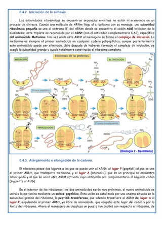 6.4.2. Iniciación de la síntesis.
Las subunidades ribosómicas se encuentran separadas mientras no están interviniendo en un
proceso de síntesis. Cuando una molécula de ARNm llega al citoplasma con su mensaje, una subunidad
ribosómica pequeña se une al extremo 5' del ARNm donde se encuentra el codón AUG iniciador de la
biosíntesis; este triplete es reconocido por el ARNt (con el anticodón complementario UAC), específico
del aminoácido Metionina. Una vez unido este ARNt al mensajero se forma el complejo de iniciación. La
metionina es siempre el primer aminoácido en cualquier cadena polipeptídica, aunque posteriormente
este aminoácido puede ser eliminado. Sólo después de haberse formado el complejo de iniciación, se
acopla la subunidad grande y queda totalmente constituido el ribosoma completo.
6.4.3. Alargamiento o elongación de la cadena.
El ribosoma posee dos lugares a los que se puede unir el ARNt; al lugar P (peptidil) al que se une
el primer ARNt, que transporta metionina, y el lugar A (aminoacil), que en un principio se encuentra
desocupado y al que se unirá otro ARNt activado cuyo anticodón sea complementario al segundo codón
(siguiente al AUG).
En el interior de los ribosomas, los dos aminoácidos están muy próximos, el nuevo aminoácido se
unirá a la metionina mediante un enlace peptídico. Esta unión es catalizada por una enzima situada en la
subunidad grande del ribosoma, la peptidil-transferasa, que además transfiere el ARNt del lugar A al
lugar P, expulsando al primer ARNt, ya libre de aminoácido, que ocupaba este lugar del codón y por lo
tanto del ribosoma. Ahora el mensajero se desplaza un puesto (un codón) con respecto al ribosoma, de
 