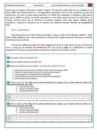 IES	
  BAÑADEROS	
  CIPRIANO	
  ACOSTA	
  	
  	
  	
  	
  	
  	
  	
  	
  	
  	
  	
  	
  	
  	
  	
  	
  	
  	
  	
  	
  	
  	
  	
  	
  	
  	
  	
  	
  2º	
  Bach	
  BIOLOGÍA	
  	
  	
  	
  	
  	
  	
  	
  	
  	
  	
  	
  	
  	
  	
  	
  	
  	
  	
  	
  	
  	
  	
  	
  	
  	
  	
  	
  TEMA	
  14.	
  EXPRESIÓN	
  GENÉTICA:	
  DEL	
  ADN	
  A	
  LAS	
  PROTEÍNAS	
   9
manera que el segundo codón pasa a ocupar el lugar P. El siguiente codón (lugar A), es ocupado por un
nuevo ARNt que también aporta su correspondiente aminoácido. Otra vez se encuentran juntos dos
aminoácidos, se forma un nuevo enlace peptídico y el ARNt libre abandona el ribosoma y deja espacio
para que el ARNm se deslice un puesto, equivalente a tres bases; queda de nuevo un codón libre y el
proceso continúa hasta que se sintetiza la proteína completa. Esta fase supone también gasto
energético y requiere la presencia de un conjunto de moléculas llamadas factores de alargamiento
(FA).
6.4.4. Terminación.
El proceso anterior se repite hasta que al lugar A llega un codón de los llamados “mudos” o “stop”
(UAA, UAG o UGA) es decir, que no pueden ser traducidos por ningún aminoácido. Entonces se produce
la terminación de la síntesis.
No existe un ARNt que posea anticodón complementario de un codón mudo, así que la terminación
corre a cargo de los factores de terminación (FT), que ocupa el lugar A y desprenden la cadena
polipeptídica. Entonces, las subunidades ribosomicas se separan y la síntesis termina.
A. 1. ¿Qué triplete codifica el aminoácido “Ala”?
A. 2. Indica que tripletes codifican el aminoácido “Ser”
A. 3. A partir de la siguiente secuencia de ADN: 3’ C-T-A-C-G-A-A-T-G-A-G-G-T-C-T-A 5’
a.- ¿Qué secuencia de bases tendrá el ARNm, formado a partir de la hebra de ADN?
b.- Teniendo en cuenta el codón inicial AUG ¿Cuántos codones poseerá?
c.- ¿Qué secuencia de aminoácidos tendrá ese polipeptído.
d.- ¿Cuántos ARNt serán necesarios en la biosíntesis de ese polipeptído?
e.- ¿Qué anticodones deberá poseer?.
A. 4. Dada la cadena de ADN: (Nota: ten en cuenta la dirección de la cadena y que el codón inicial es el AUG y los
codones terminales UAA, UAG, UGA)
a) Transcribe dicha hebra
b) Traduce la molécula de ARNm.
c) ¿Cuántos aminoácidos tiene?
ADN 3’ T C A A T C G G T A C G T C C C G T A A G C A T A T T C A T 5’
ARNm
AA
A. 5. Dada la cadena de ADN: (Nota: ten en cuenta la dirección de la cadena y que el codón inicial es el AUG y los
codones terminales UAA, UAG, UGA)
a) Transcribe dicha hebra
b) Traduce la molécula de ARNm.
c) ¿Cuántos aminoácidos tiene?
ADN 5’ T C A A T C G G T A C G T C C C G T A A G C T A A T T C A T 3’
ARNm
AA
 