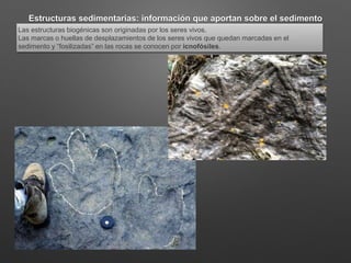 Estructuras sedimentarias: información que aportan sobre el sedimento
Las estructuras biogénicas son originadas por los seres vivos.
Las marcas o huellas de desplazamientos de los seres vivos que quedan marcadas en el
sedimento y “fosilizadas” en las rocas se conocen por icnofósiles.
 