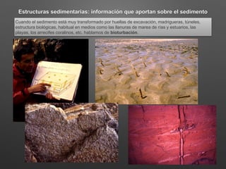 Estructuras sedimentarias: información que aportan sobre el sedimento
Cuando el sedimento está muy transformado por huellas de excavación, madrigueras, túneles,
estructura biológicas, habitual en medios como las llanuras de marea de rías y estuarios, las
playas, los arrecifes coralinos, etc. hablamos de bioturbación.
 