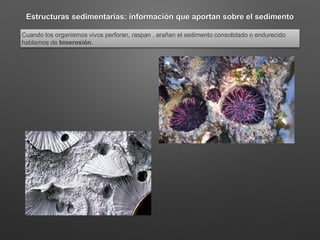 Estructuras sedimentarias: información que aportan sobre el sedimento
Cuando los organismos vivos perforan, raspan , arañan el sedimento consolidado o endurecido
hablamos de bioerosión.
 