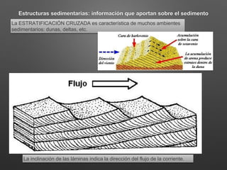 Estructuras sedimentarias: información que aportan sobre el sedimento
La ESTRATIFICACIÓN CRUZADA es característica de muchos ambientes
sedimentarios: dunas, deltas, etc.
La inclinación de las láminas indica la dirección del flujo de la corriente.
 