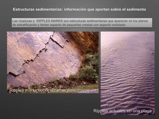 Estructuras sedimentarias: información que aportan sobre el sedimento
Las rizaduras o RIPPLES MARKS son estructuras sedimentarias que aparecen en los planos
de estratificación y tienen aspecto de pequeñas crestas con aspecto ondulado.
Ripples actuales en una playa
Ripples marks sobre pizarras paleozoicas
 