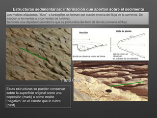 Estructuras sedimentarias: información que aportan sobre el sedimento
Los moldes aflautados, “flute” o turboglifos se forman por acción erosiva del flujo de la corriente. Se
asocian a tormentas o a corrientes de turbidez.
Se forma una depresión asimétrica que se profundiza del lado de donde proviene el flujo.
Estas estructuras se pueden conservar
sobre la superficie original como una
depresión (mark) o como molde
“negativo” en el estrato que lo cubre
(cast).
“Flute Cast”
 