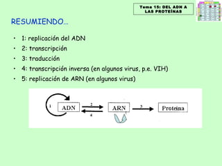 1: replicación del ADN  2: transcripción 3: traducción 4: transcripción inversa (en algunos virus, p.e. VIH) 5: replicación de ARN (en algunos virus) 5 Tema 15: DEL ADN A LAS PROTEÍNAS RESUMIENDO… 