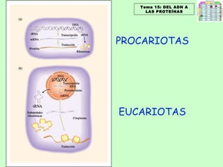 Tema 15: DEL ADN A LAS PROTEÍNAS PROCARIOTAS EUCARIOTAS 