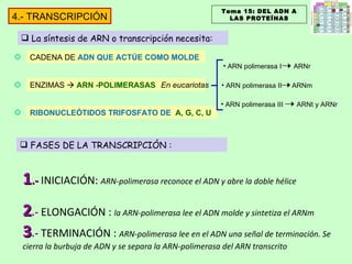 La síntesis de ARN o transcripción necesita: CADENA DE  ADN QUE ACTÚE COMO MOLDE ENZIMAS     ARN -POLIMERASAS RIBONUCLEÓTIDOS TRIFOSFATO DE  A, G, C, U En eucariotas Tema 15: DEL ADN A LAS PROTEÍNAS 4.- TRANSCRIPCIÓN FASES DE LA TRANSCRIPCIÓN : 1 .-  INICIACIÓN:  ARN-polimerasa reconoce el ADN y abre la doble hélice   2 .-  ELONGACIÓN :  la ARN-polimerasa lee el ADN molde y sintetiza el ARNm 3 .-  TERMINACIÓN :  ARN-polimerasa lee en el ADN una señal de terminación. Se cierra la burbuja de ADN y se separa la ARN-polimerasa del ARN transcrito ARN polimerasa I ARNr ARN polimerasa II ARNm ARN polimerasa III  ARNt y ARNr 