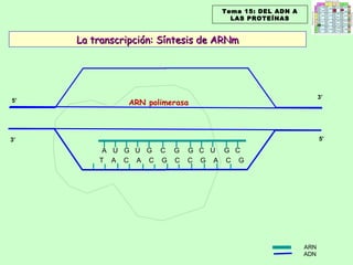 ARN polimerasa 3’ 3’ 5’ 5’ La transcripción: Síntesis de ARNm Tema 15: DEL ADN A LAS PROTEÍNAS ARN ADN T  A  C  A  C  G  C  C  G  A  C  G U C G U G G G C U G C A 