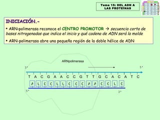 T  A  C  G  A  A  C  C  G  T  T  G  C  A  C  A  T  C  INICIACIÓN.- ARN‑polimerasa reconoce el  CENTRO PROMOTOR     secuencia corta de bases nitrogenadas que indica el inicio y qué cadena de ADN será la molde ARN-polimerasa abre una pequeña región de la doble hélice de ADN ARNpolimerasa Tema 15: DEL ADN A LAS PROTEÍNAS A U G C U U G G C A A C G U G 