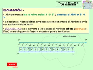 T  A  C  G  A  A  C  C  G  T  T  G  C  A  C  A  T  C  ELONGACIÓN.- ARN-polimerasa  lee la hebra molde 3’    5’  y  sintetiza el ARN en 5’    3’ Selecciona el ribonucleótido cuya base es complementaria al ADN molde y lo une mediante enlaces éster EUCARIOTAS:   en el extremo 5’ se le añade al ARN una  cabeza  ( caperuza  o líder) de metil‑guanosín-fosfato, necesaria para la traducción ARNpolimerasa Tema 15: DEL ADN A LAS PROTEÍNAS A U G C U U G G C A A C G U G m-GTP 