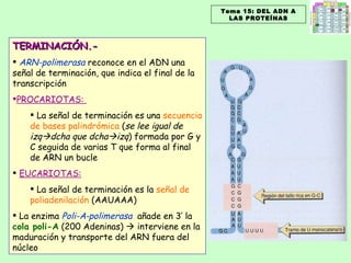 TERMINACIÓN.- ARN-polimerasa  reconoce en el ADN una señal de terminación, que indica el final de la transcripción PROCARIOTAS:  La señal de terminación es una  secuencia de bases palindrómica  ( se lee igual de izq  dcha que dcha  izq ) formada por G y C seguida de varias T que forma al final de ARN un bucle EUCARIOTAS: La señal de terminación es la  señal de poliadenilación  (AAUAAA) La enzima  Poli-A‑polimerasa   añade en 3’ la  cola poli-A   (200 Adeninas)    interviene en la maduración y transporte del ARN fuera del núcleo Tema 15: DEL ADN A LAS PROTEÍNAS 