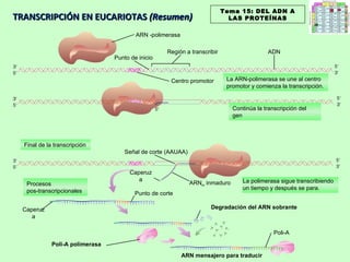 TRANSCRIPCIÓN EN EUCARIOTAS  (Resumen) Procesos  pos-transcripcionales ARN mensajero para traducir La polimerasa sigue transcribiendo un tiempo y después se para. Final de la transcripción La ARN-polimerasa se une al centro promotor y comienza la transcripción. Continúa la transcripción del gen Tema 15: DEL ADN A LAS PROTEÍNAS ARN -polimerasa Región a transcribir Punto de inicio ADN Centro promotor Señal de corte (AAUAA) ARN m  inmaduro Caperuza Punto de corte Caperuza Degradación del ARN sobrante Poli-A polimerasa Poli-A 