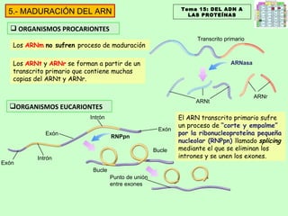 ORGANISMOS PROCARIONTES ORGANISMOS EUCARIONTES Transcrito primario Bucle Bucle Los  ARNm   no sufren  proceso de maduración Los  ARNt  y  ARNr  se forman a partir de un transcrito primario que contiene muchas copias del ARNt y ARNr. El ARN transcrito primario sufre un proceso de  “corte y empalme” por la ribonucleoproteína pequeña nucleolar (RNPpn)  llamado  splicing  mediante el que se eliminan los intrones y se unen los exones. Tema 15: DEL ADN A LAS PROTEÍNAS 5.- MADURACIÓN DEL ARN ARNasa ARNt ARNr RNPpn Exón Intrón Exón Intrón Exón Punto de unión entre exones 