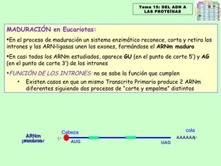 AAAAAA AUG UAG cola MADURACIÓN en Eucariotas: En el proceso de maduración un sistema enzimático reconoce, corta y retira los intrones y las ARN‑ligasas unen los exones, formándose el  ARNm maduro En casi todos los ARNm estudiados, aparece  GU  (en el punto de corte 5’) y  AG  (en el punto de corte 3’) de los intrones FUNCIÓN DE LOS INTRONES:  no se sabe la función que cumplen Existen casos en que un mismo Transcrito Primario produce 2 ARNm diferentes siguiendo dos procesos de “corte y empalme” distintos Cabeza Tema 15: DEL ADN A LAS PROTEÍNAS ARNm precursor ARNm maduro 