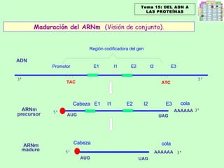 Región codificadora del gen Promotor  E1  I1  E2  I2  E3 ADN ARNm precursor ARNm maduro AAAAAA AAAAAA AUG UAG AUG UAG ATC TAC Cabeza Cabeza  E1  I1  E2  I2  E3 cola cola Maduración del ARNm  (Visión de conjunto). Tema 15: DEL ADN A LAS PROTEÍNAS 